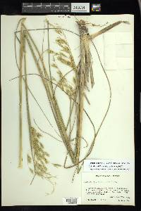 Festuca lugens image