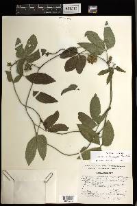 Dalechampia cissifolia image
