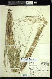 Festuca tolucensis image