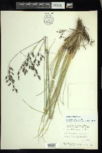 Festuca tolucensis image