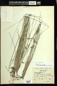 Festuca tolucensis image