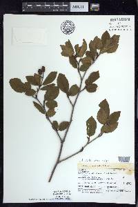 Alnus crispa image