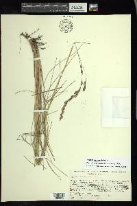 Festuca tolucensis image