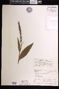 Platanthera flava image