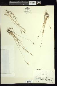 Vulpia bromoides image