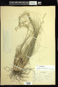 Festuca tolucensis image