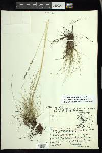 Festuca hephaestophila image