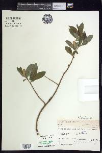 Salix serissima image