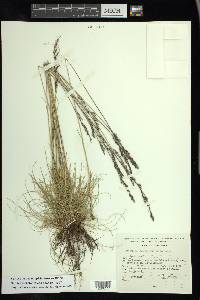 Festuca hephaestophila image