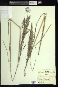 Muhlenbergia distans image