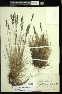 Festuca hephaestophila image