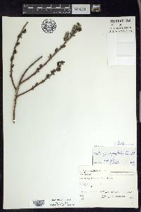 Salix glaucophylloides image