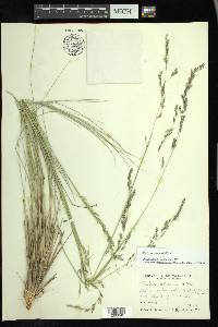 Festuca tolucensis image