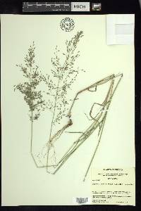 Eragrostis palmeri image