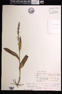 Platanthera flava image