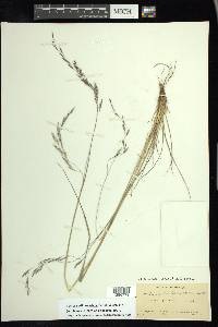 Festuca willdenowiana image