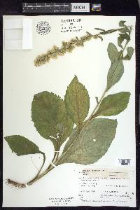 Solidago squarrosa image