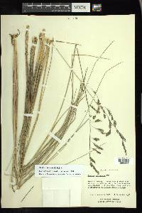 Festuca tolucensis image