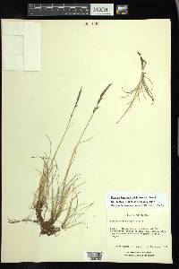 Festuca hephaestophila image