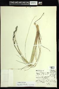 Festuca tolucensis image