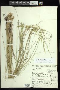 Festuca tolucensis image