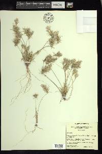 Dasyochloa pulchella image