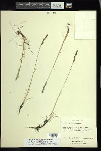 Festuca hephaestophila image