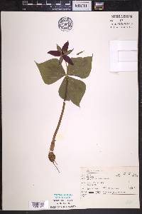 Trillium erectum image