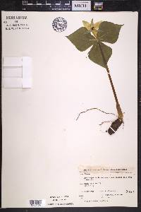 Trillium erectum image