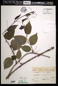 Smilax tamnoides image