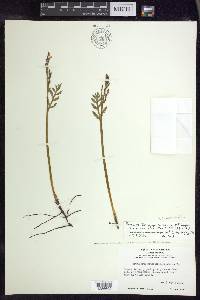 Botrychium matricariifolium image