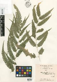 Pteris erosa image