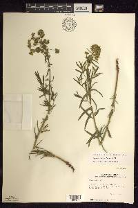 Euphorbia virgata image