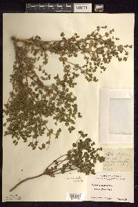 Euphorbia platyphylla image