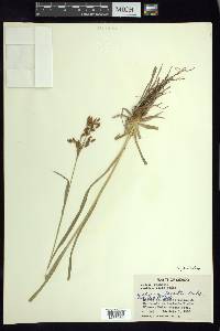 Scirpus pendulus image