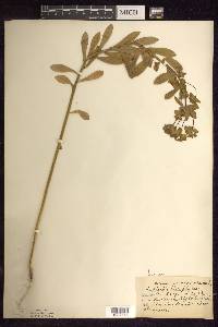 Euphorbia platyphylla image