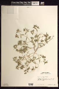 Euphorbia polygonifolia image