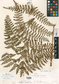 Dryopteris alboviridis image