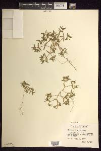 Euphorbia polygonifolia image