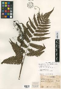 Diplazium griffithii image