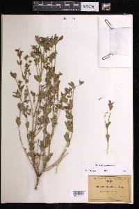 Chamaesyce hyssopifolia image