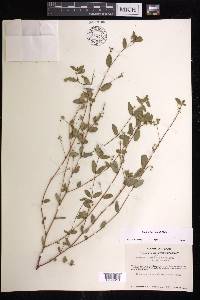 Euphorbia hypericifolia image
