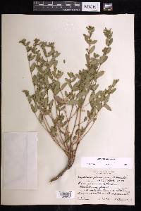 Euphorbia hypericifolia image