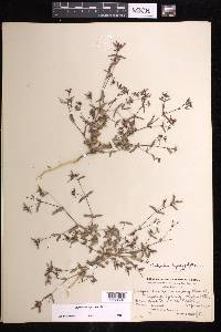 Chamaesyce hyssopifolia image