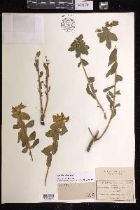 Euphorbia epithymoides image
