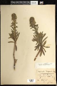 Euphorbia wulfenii image