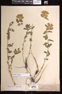 Euphorbia epithymoides image