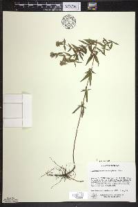 Pycnanthemum verticillatum image