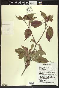 Cornus drummondii image