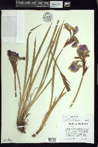 Iris sibirica image